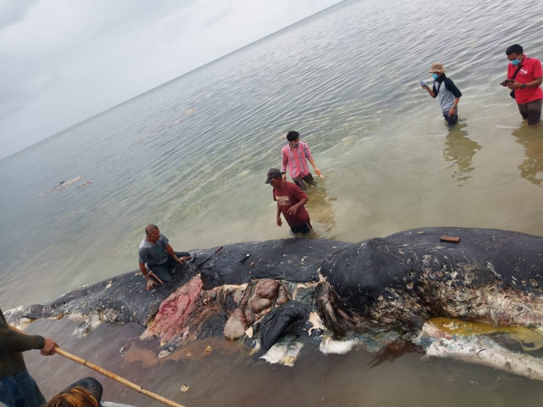 sampah plastik